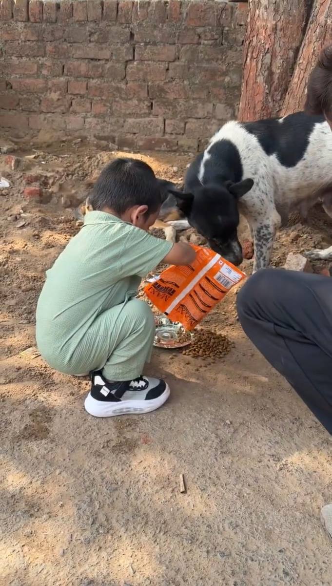 Dog feeding photo 4